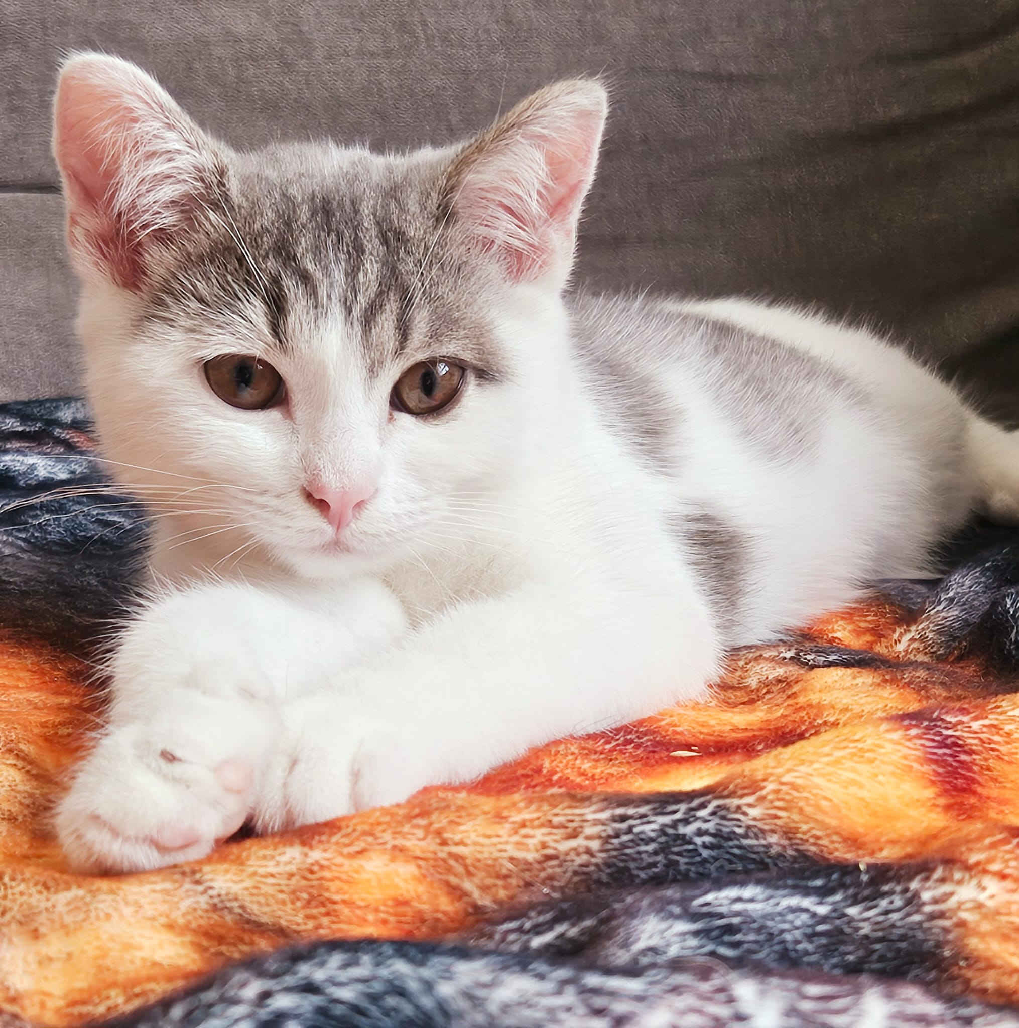 Katzenfutter