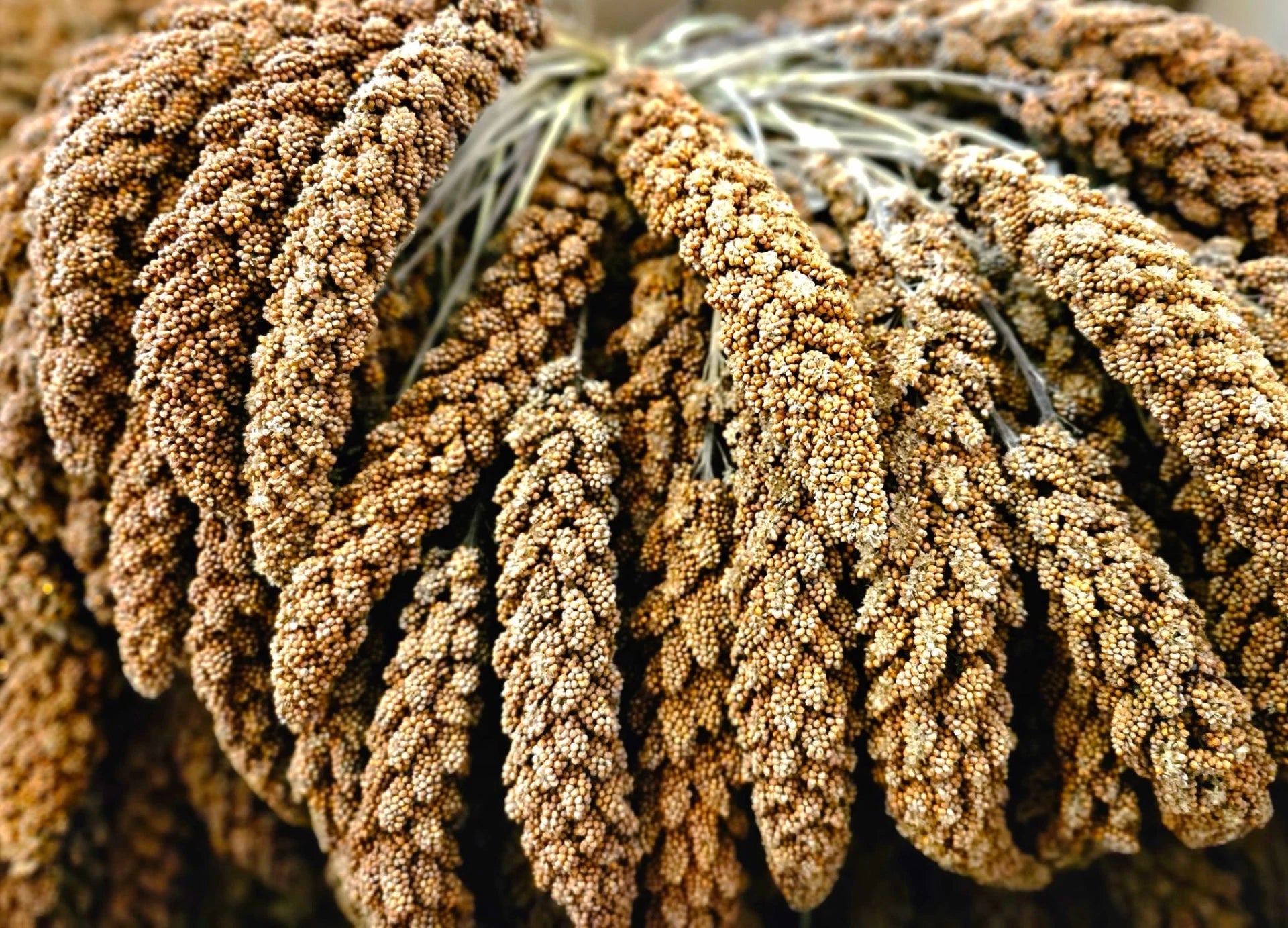 Kolbenhirse rot
