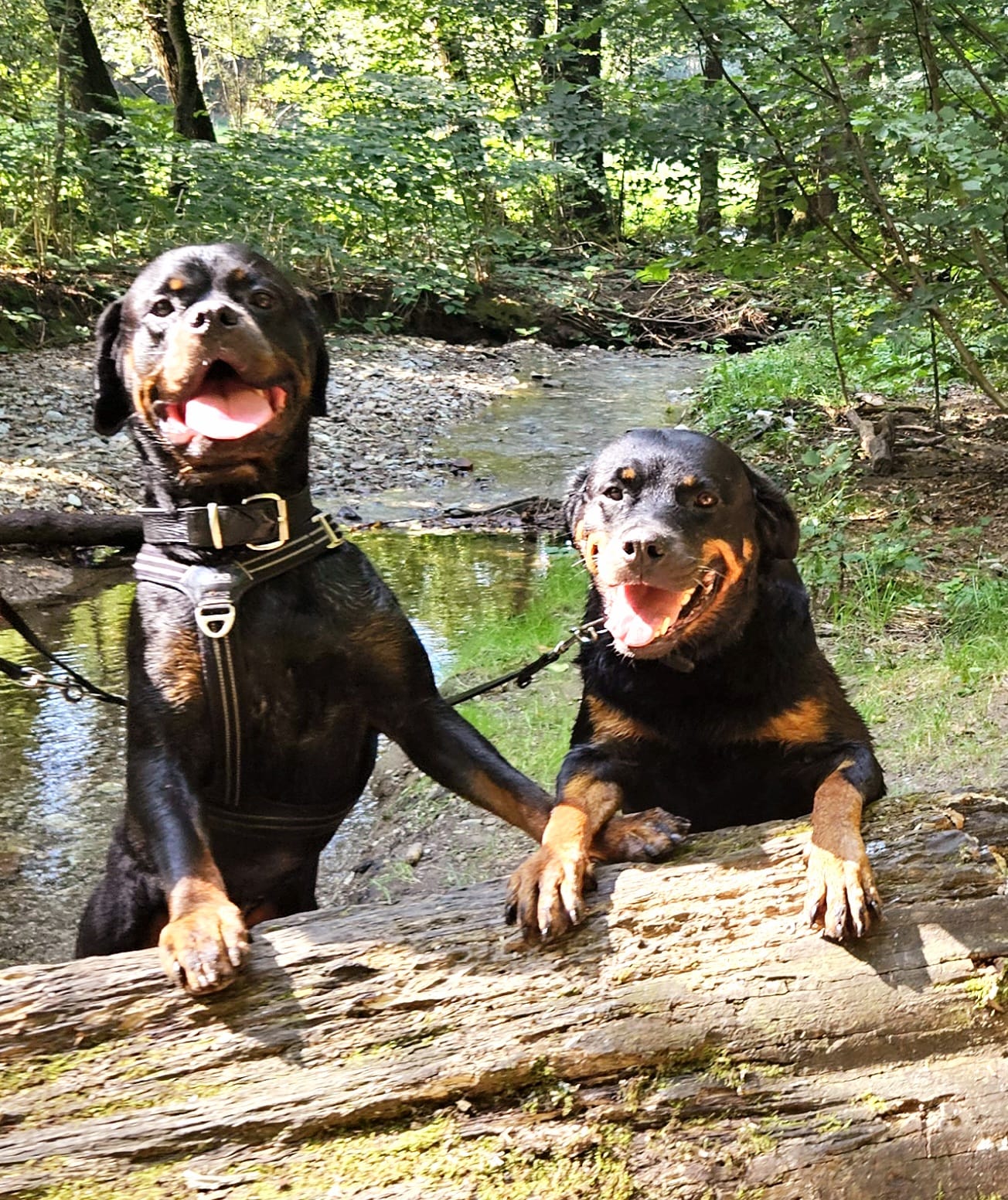 Hunde