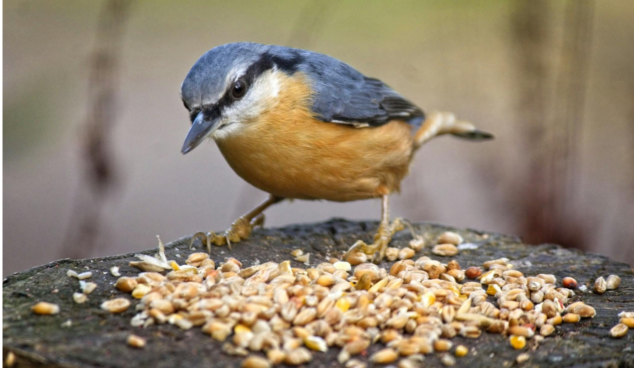 Einheimische Vögel