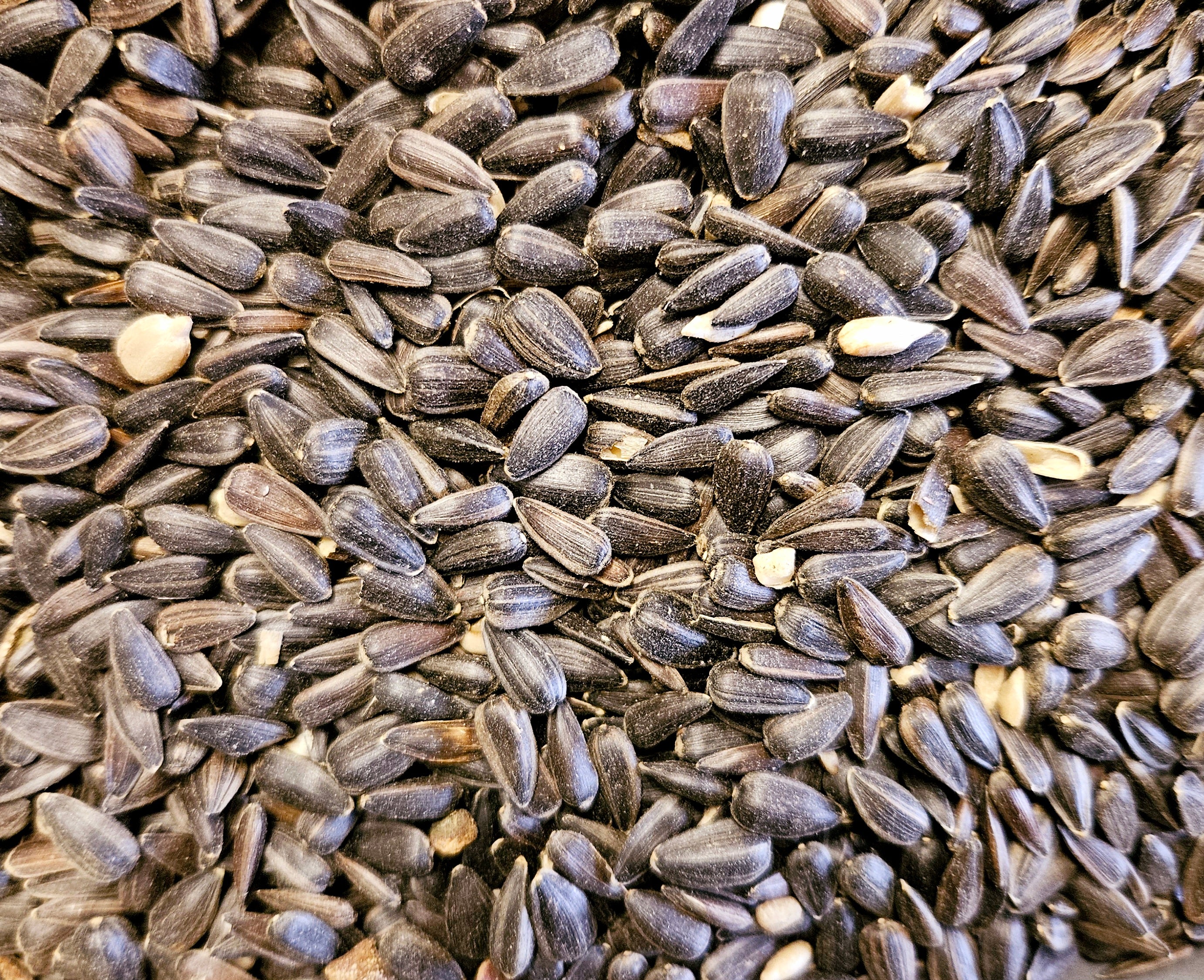 Schwarze Sonnenblumenkerne
